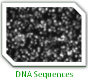 DNA Sequences