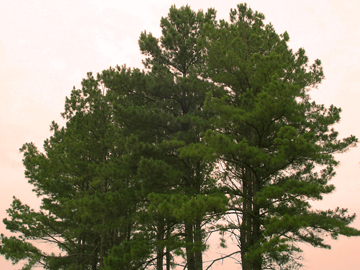 Loblolly pine