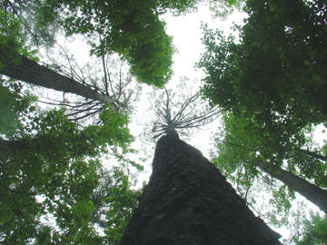 Loblolly pine