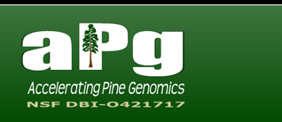 Accelerating Pine Genomics